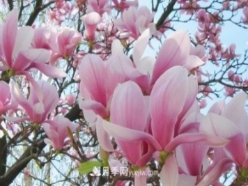 開封：玉蘭花開，燦爛綻放