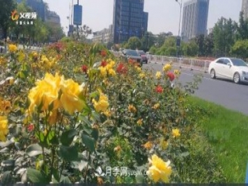 浙江義烏：一路花開城市景 百萬(wàn)月季開滿城
