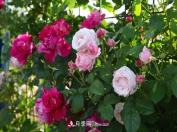 園林綠化月季設(shè)計(jì)小課堂