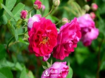 冬季該怎么修剪月季花？月季冬季修剪的要點