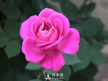 月季花的栽培繁殖技術