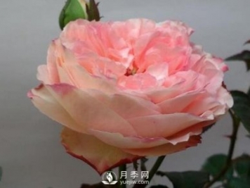 友禪系7個(gè)月季品種 款款美到哭