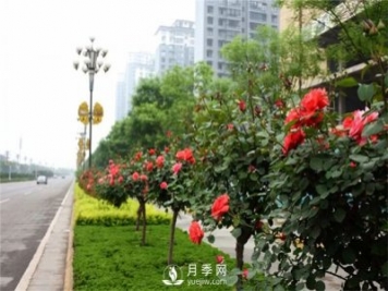 樹狀月季在東北地區(qū)能否自然越冬？樹狀月季如何過冬？