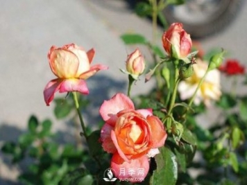 紅土是否可以拿來栽種月季？