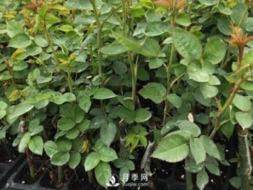 月季小苗要不要摘花？