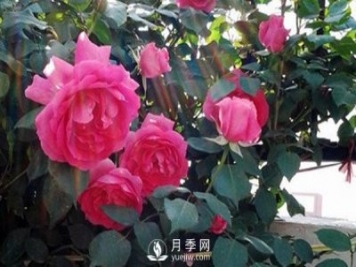 月季花幾月份栽培適宜？
