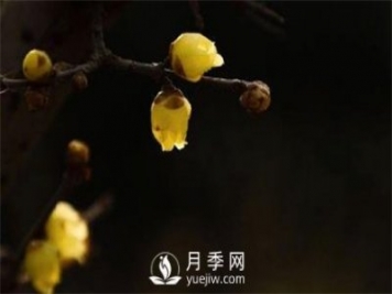 岳陽：臘梅獨(dú)自開 只為報(bào)春來