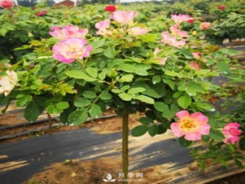 棒棒糖月季樹(shù)都有哪些品種？南陽(yáng)棒棒糖月季樹(shù)的價(jià)格？