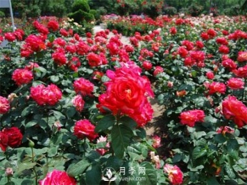 農(nóng)民投資月季種植，致富前景怎么樣？