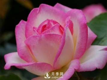 滅蚊器可以殺死月季上的蚜蟲嗎？月季蚜蟲防治方法