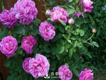 月季花花苞有綠色小蟲怎么辦？