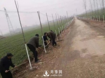 南陽唐河：三個(gè)高標(biāo)準(zhǔn)推進(jìn)造林綠化高質(zhì)量