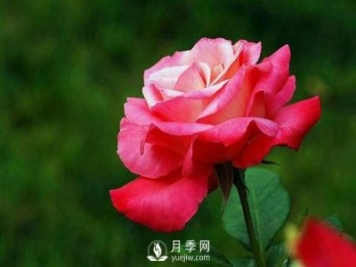 為什么有些苗木能抗得過(guò)冬季的嚴(yán)寒，卻抗不過(guò)早春的倒春寒？