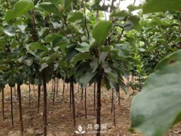 南陽白玉蘭批發(fā)基地