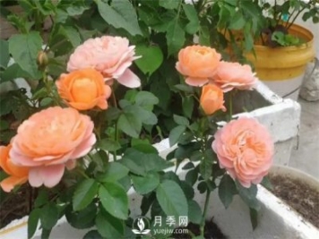 地栽的月季苗，想移栽到盆里，那么該怎么辦