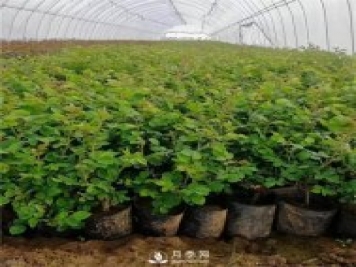 月季小苗如何移栽？苗期如何管理？