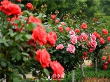 樹狀月季黑斑病的病理及防治方法是什么？