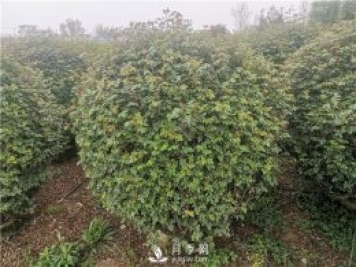 月季網告訴你南北方月季種植有什么注意點？
