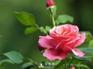 盆花月季批發(fā) 花開(kāi)四季醉美