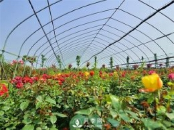 南陽盆栽月季花栽培需要什么樣的精心維護(hù)