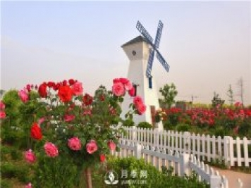 南陽(yáng)樹(shù)狀月季有什么特點(diǎn) 養(yǎng)好盆花月季怎么做