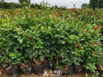 夏季管理盆花月季注意事項(xiàng) 月季葉面施肥怎么做
