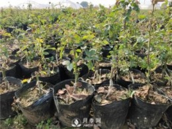 冬季如何管理月季 怎么養(yǎng)好盆花月季
