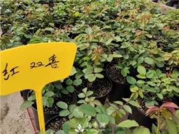 盆花月季基地介紹常見(jiàn)盆栽植物的功效