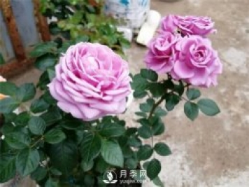 水星王陽臺月季，必須要養(yǎng)的陽臺盆栽月季花