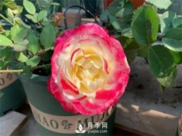 紅雙喜月季，顏色非常喜慶，名字非常俗氣