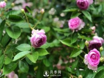 微型月季怎么養(yǎng)殖你知道嗎？我來(lái)告訴你