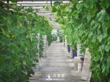 蔬菜全年種植安排計劃表：1-12月種什么菜，全都說清楚了