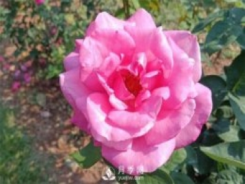 2021月季花展，深圳人民公園300多個月季品種期待……