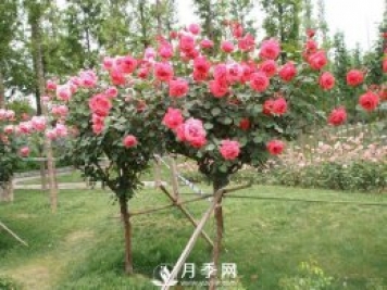 干貨！史上全面苗木嫁接方法總結