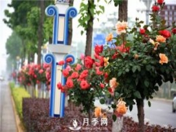 2021年城市園林綠化工程中月季的優(yōu)勢(shì)和品類(lèi)分析