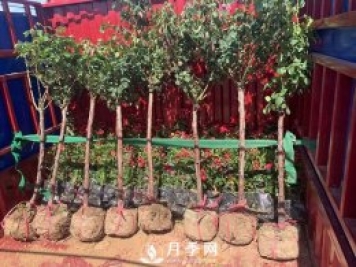 月季網(wǎng)干貨：月季樹發(fā)貨，運輸，卸貨，栽種，養(yǎng)護必看