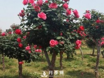 城市道路綠化植物的選擇，主要考慮藝術效果和功能效果