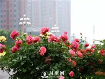 樹(shù)狀月季、豐花一、地被月季：園路景觀(guān)“多變手”