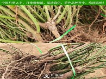 月季裸根苗，小高桿月季和3公分月季樹發(fā)往陜西