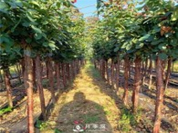 月季網(wǎng)為山西綠化工程供應(yīng)樹狀月季
