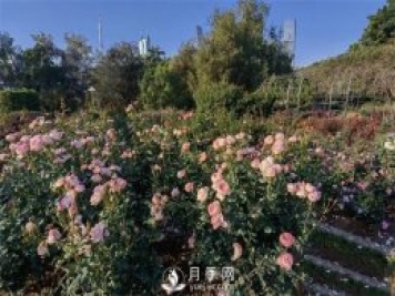 深圳免費月季花展，人民公園月季花盛開