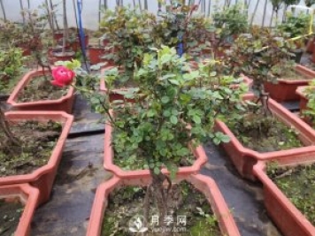 提根月季盆景，養(yǎng)一盆很愜意