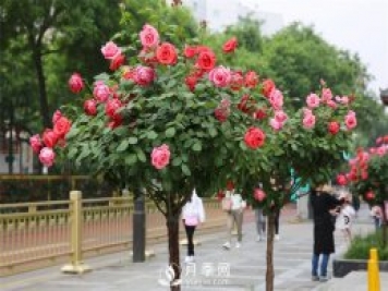 美麗鄉(xiāng)村建設(shè)，種什么花卉苗木比較好？已選月季