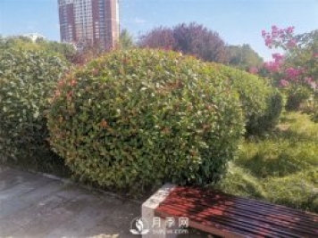 南陽(yáng)紅葉石楠怎樣修剪成球？