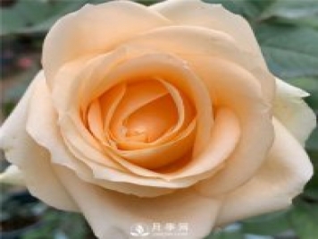 蜜桃雪山月季，杏黃色切花月季，溫柔有你