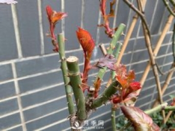 春節(jié)的月季芽芽怎么養(yǎng)護呢？