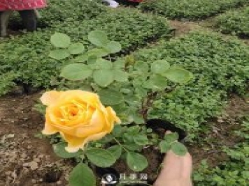 專家解答：盆栽月季花春季的疏芽