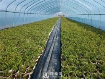 月季該如何緩苗你知道嗎？(花友的經(jīng)驗(yàn)總結(jié))