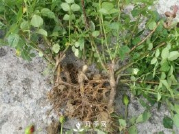 裸根的月季該如何種植？南陽(yáng)大田月季基地告訴你