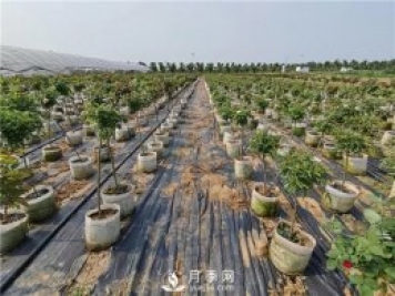 南陽(yáng)月季養(yǎng)殖中月季配土是關(guān)鍵！